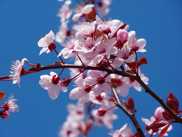 播磨坂の桜【2023】開花状況と桜並木のライトアップ&見頃は？