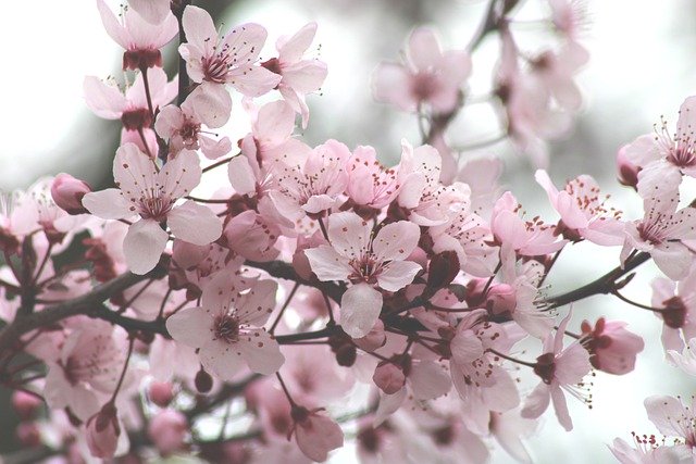 靖国神社の桜祭り【2023】標本木の場所は？見頃や桜みくじ他情報！