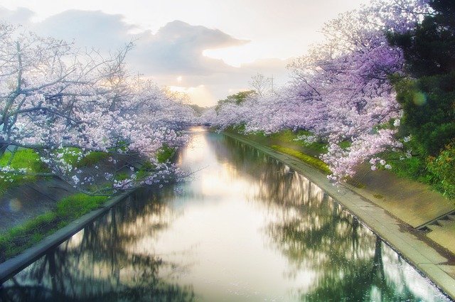 石神井公園の桜【2022】開花状況と混雑回避法&夜のライトアップは？