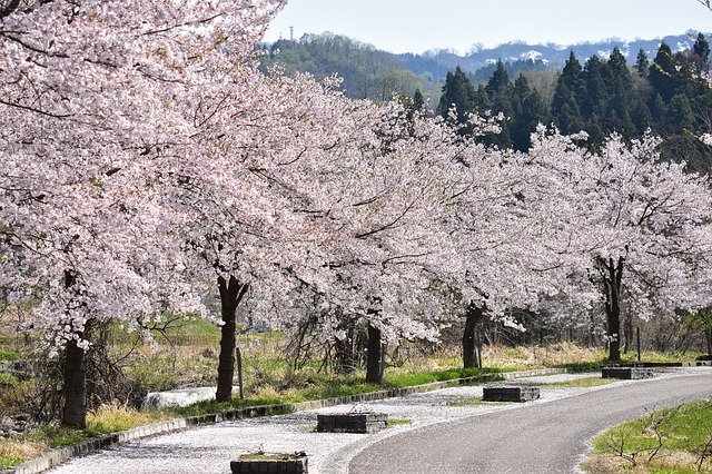 砧公園の桜【2022】開花状況は？ライトアップと混雑回避法&駐車場は？