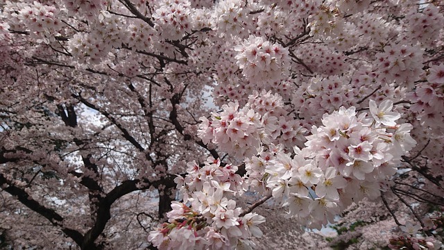 芝公園の桜【2022】ライトアップの時期は？東京タワーの桜イベントも！